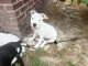 American Pit Bull Terrier Puppies for sale in Dudley, NC 28333, USA. price: NA