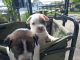 American Pit Bull Terrier Puppies for sale in Saginaw, MI, USA. price: $150