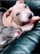 American Pit Bull Terrier Puppies for sale in Sylmar, Los Angeles, CA, USA. price: NA