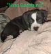 American Pit Bull Terrier Puppies for sale in Placerville, CA 95667, USA. price: NA