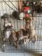 American Pit Bull Terrier Puppies for sale in Marietta, GA, USA. price: $350
