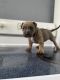 American Pit Bull Terrier Puppies for sale in Miami, FL 33147, USA. price: $600