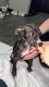 American Pit Bull Terrier Puppies for sale in Sioux Falls, SD, USA. price: $600