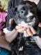 American Pit Bull Terrier Puppies for sale in Kalamazoo, MI, USA. price: $300