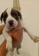 American Pit Bull Terrier Puppies for sale in Miami, FL, USA. price: $500
