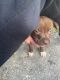 American Pit Bull Terrier Puppies for sale in Lake City, FL, USA. price: NA
