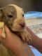American Pit Bull Terrier Puppies for sale in Horton, AL 35980, USA. price: $200
