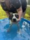 American Pit Bull Terrier Puppies for sale in Junction City, KS 66441, USA. price: NA