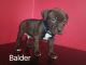 American Pit Bull Terrier Puppies for sale in Covington, KY 41011, USA. price: $250