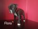 American Pit Bull Terrier Puppies for sale in Covington, KY 41011, USA. price: $250