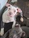 American Pit Bull Terrier Puppies for sale in Verona, PA 15147, USA. price: $350
