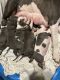 American Pit Bull Terrier Puppies for sale in Winston-Salem, NC, USA. price: NA