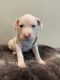 American Pit Bull Terrier Puppies for sale in Buckley, WA 98321, USA. price: NA