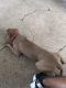 American Pit Bull Terrier Puppies for sale in Lake Worth, FL, USA. price: $200