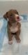 American Pit Bull Terrier Puppies for sale in Queens, NY, USA. price: $1,500
