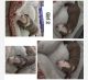 American Pit Bull Terrier Puppies for sale in Gardena, CA, USA. price: $350