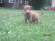 American Pit Bull Terrier Puppies for sale in Bowling Green, OH, USA. price: $200