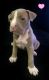 American Pit Bull Terrier Puppies for sale in Hemet, CA, USA. price: $500