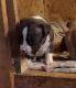 American Pit Bull Terrier Puppies for sale in Holton, MI 49425, USA. price: $500