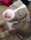 American Pit Bull Terrier Puppies for sale in Cape Coral, FL 33991, USA. price: $500