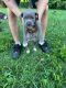American Pit Bull Terrier Puppies for sale in 6665 Rockville Rd, Indianapolis, IN 46214, USA. price: $300