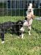 American Pit Bull Terrier Puppies for sale in Mitchell, IL 62040, USA. price: $500