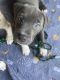 American Pit Bull Terrier Puppies for sale in Kissimmee, FL, USA. price: $400
