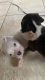 American Pit Bull Terrier Puppies for sale in Miami, FL 33175, USA. price: $300