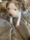 American Pit Bull Terrier Puppies for sale in Aurora, IL, USA. price: $1,000