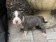 American Pit Bull Terrier Puppies for sale in Fort Lauderdale, FL, USA. price: $500