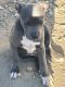 American Pit Bull Terrier Puppies for sale in 353 E Gardena Blvd, Gardena, CA 90248, USA. price: $800
