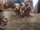 American Pit Bull Terrier Puppies for sale in Spokane Valley, WA, USA. price: $350