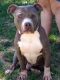 American Pit Bull Terrier Puppies for sale in Glasgow, KY 42141, USA. price: $850
