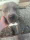American Pit Bull Terrier Puppies for sale in Chicago, IL, USA. price: $1,500