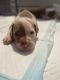 American Pit Bull Terrier Puppies for sale in Long Beach, CA, USA. price: $650