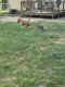 American Pit Bull Terrier Puppies for sale in Strafford, MO 65757, USA. price: $50