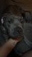 American Pit Bull Terrier Puppies for sale in Olean, NY 14760, USA. price: $400