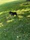 American Pit Bull Terrier Puppies for sale in Santa Clara, CA 95051, USA. price: $400
