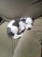 American Pit Bull Terrier Puppies for sale in Coffeeville, MS 38922, USA. price: $100