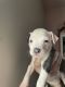 American Pit Bull Terrier Puppies for sale in San Gabriel, CA, USA. price: $700