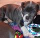 American Pit Bull Terrier Puppies for sale in Lubbock, TX, USA. price: $500