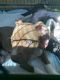 American Pit Bull Terrier Puppies for sale in Kalamazoo, MI, USA. price: $250