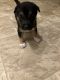 American Pit Bull Terrier Puppies for sale in O'Fallon, MO, USA. price: $200