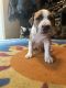 American Pit Bull Terrier Puppies for sale in Belington, WV 26250, USA. price: $250