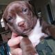 American Pit Bull Terrier Puppies for sale in Orlando, FL 32824, USA. price: $500