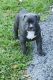 American Pit Bull Terrier Puppies for sale in Pembroke Pines, FL 33024, USA. price: $1,000
