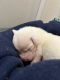 American Pit Bull Terrier Puppies for sale in Adel, IA 50003, USA. price: $400