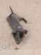 American Pit Bull Terrier Puppies for sale in Tacoma, WA, USA. price: $175