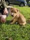 American Pit Bull Terrier Puppies for sale in Grand Rapids, MI, USA. price: $100