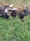 American Pit Bull Terrier Puppies for sale in Olive Branch, MS 38654, USA. price: $150